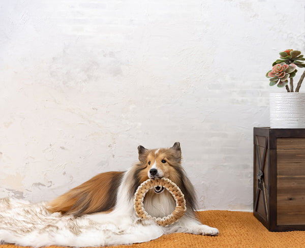 Elassy Natural Rawhide & Hemp Ring Dog Toy 🐶🌿 Free From Plastics