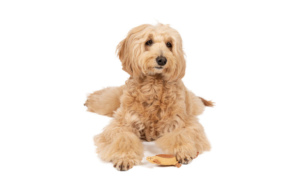 Elassy Natural Leather Koala Dog Toy 🐨🌿 Soft, Durable, and 100% Natural – A Snuggly Playtime Friend!